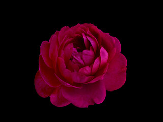 Fototapeta premium Pink rose isolated on a black background