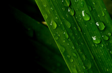 close-up water drop on lush green foliage after rainning.