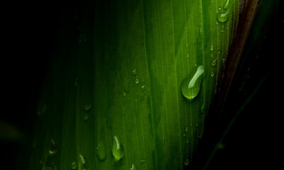 close-up water drop on lush green foliage after rainning.