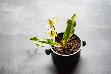 Erythronium sibiricum in the pot