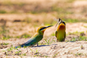 Blue-cheeked bee-eater (Merops persicus) in Thailand