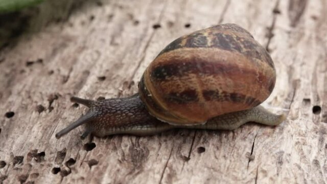  escargot en gros plan sur un tronc d'arbre