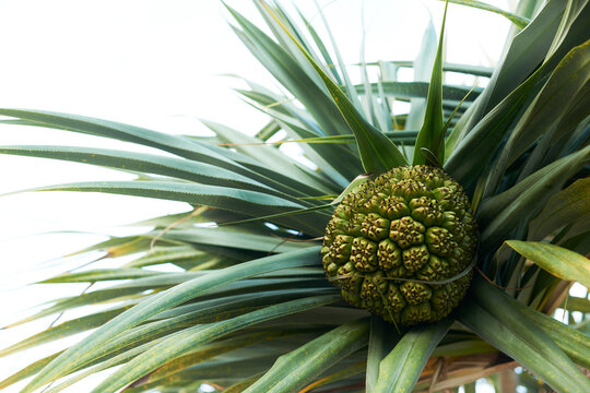 Fruit on the Screw Palm