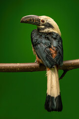 The Visayan hornbill (Penelopides panini) sitting on a branch, portrait on a green background