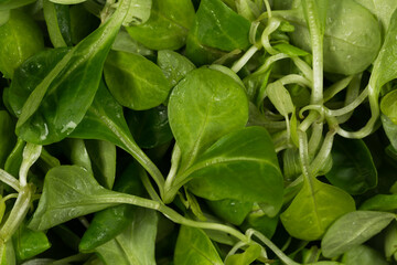 mache lettuce green salad