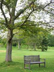 A bench in a quiet park