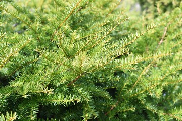 Taxus cuspidata, the Japanese yew or spreading yew, growing in Far East of Russia. Without berries
