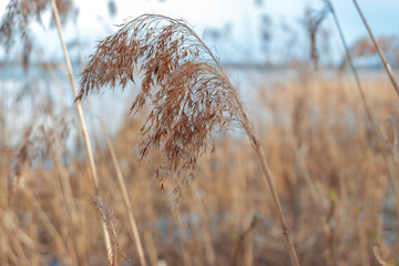 forest and lake in autumn. Northern Europe.