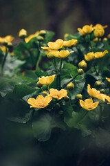 Beautiful wild Caltha palustris flowering in swamps in floodplain forests in the Czech Republic in the spring months. Yellow flower of kingcup with large green leaves