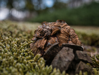 Pine cones that fell to the ground