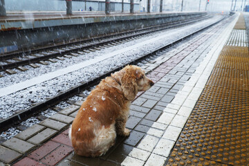 A lone dog sits on a train station platform and waits for a train. It's snowing and covers the dog.