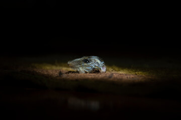 An image of a rat's head resting on the ground, with lights focusing only on the rat's head and...
