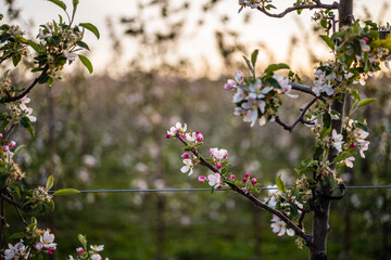 blooming apple tree