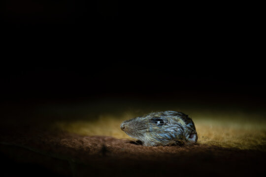 An image of a rat's head resting on the ground, with lights focusing only on the rat's head and dark all around.