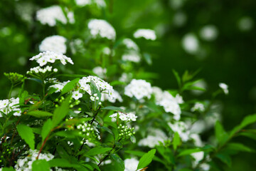 Delicate white flowers in the garden. Romantic atmosphere of a spring meadow, morning gentle clean greenery. Spring fresh garden or leaves in soft focus. Selective focus wallpaper background.
