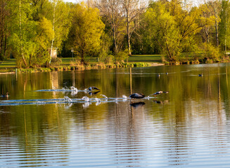 A group of greylag geeese takes off from a lake early in the evening