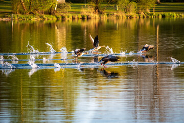 A group of geeese takes off from a lake early in the evening