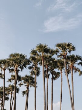 Summer exotic tropical palm trees against blue sky. Summer travel background