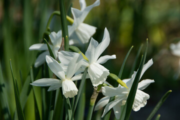 Fototapeta premium spring flower blossom green sunshine