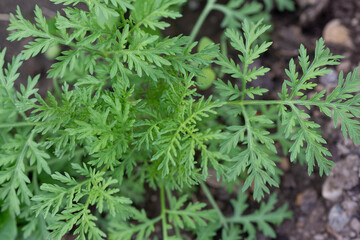 Naklejka na ściany i meble Artemisia annua, einjähriger Beifuß, grünes Antibiotikum, ihr Inhaltsstoff Artemisin ist Objekt zahlreicher COVID-Studien