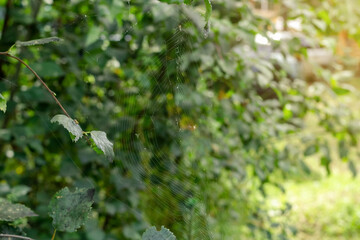Delicate thin spider web threads on tree branches among dark green foliage with sunlight in morning, natural background