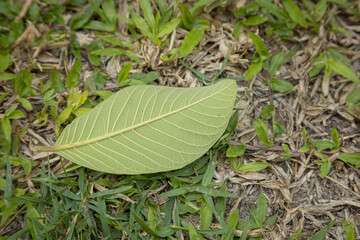 Fresh leaves fall on the grass