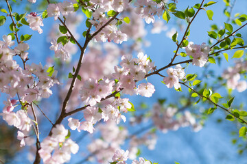 Cherry blossoms. Spring tender postcard.