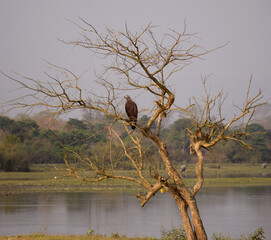An eagle sitting on a tree searching for prey