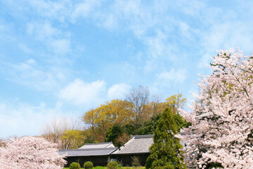 桜咲く里山の春
