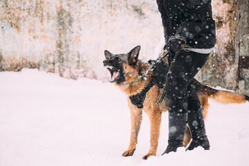 Training Of Purebred German Shepherd Young Dog Or Alsatian Wolf Dog. Attack And Defence. Winter...