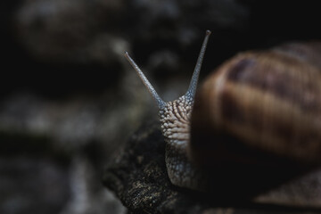 Snail in a close-up photo