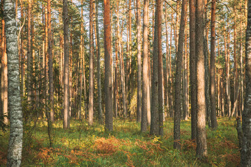 Pine Trees Trunks. Woods In Coniferous Forest. Autumn Pinewood, Evergreen Pines