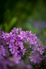 Purple flower with water drops on a green background