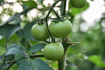 Green tomatoes in greenhouses, greenhouse tomatoes, North African farms, the state of Jijel, Algeria, where there is a moderate climate suitable for most vegetables