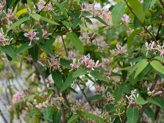 Chèvrefeuille de Tartarie ou Lonicera tatarica, petit arbuste aux feuilles opposées, longues, ovales, marges ciliées sous des fleurs tubulaires à lèvres de rose pale à rouge carmin
