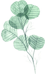 Transparent leaves