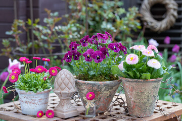 Maßliebchen und Hornveilchen in Terracotta-Töpfen im Frühlingsgarten 