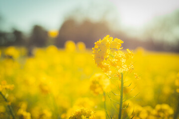 Obraz premium 菜の花