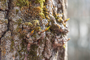 A poplar branch with green fresh leaves and buds is on a brown bark background in a park in spring