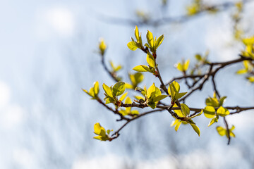 An apple branch with green fresh leaves and buds is on a blurred background in a park in spring