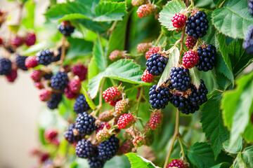 organic blackberries growing on the bush