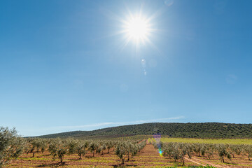 Beautiful sunset in olive grove with the sun rays falling on the olive trees