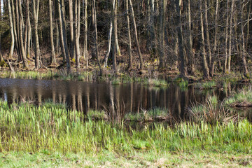 Pool at the edge of the forest, wetland, beginning of spring.