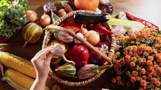 Woman hand puts corn, pepper, pumpkin, eggplants, tomato, onion, garlic in a wicker basket. Organic colored harvested vegetables, farming or gardening concept. 4k video footage