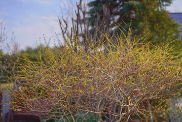 Small leaves and branches of willow on a blurry spring background in the garden 