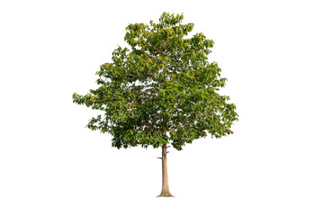 Tree isolated on white background used for advertisement design and architecture.