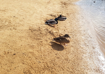 Beautiful married couple of ducks on the river near the shore close-up. Vacationing duck family