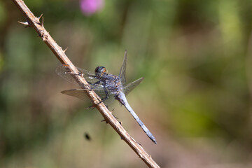 blue dragonfly resting on a dried bramble stem