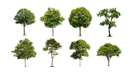 A collection of beautiful trees isolated on a white background ideal for use in architectural design, publications and website decoration.