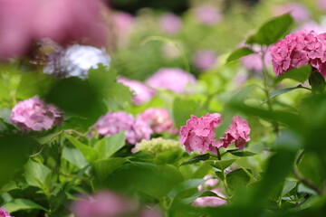 箱根のあじさい